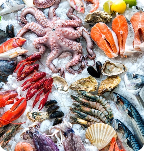 Congelmor Implementa&ccedil;&atilde;o